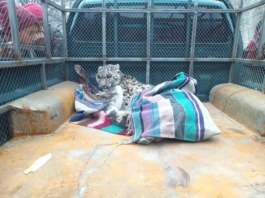 چترال سے زخمی حالت میں پکڑا جانیوالا  برفانی چیتا علاج کیلئے پشاور منتقل
